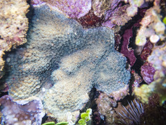 Cyphastrea microphthalma