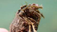 Diogenes izanamiae