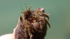 Diogenes izanamiae