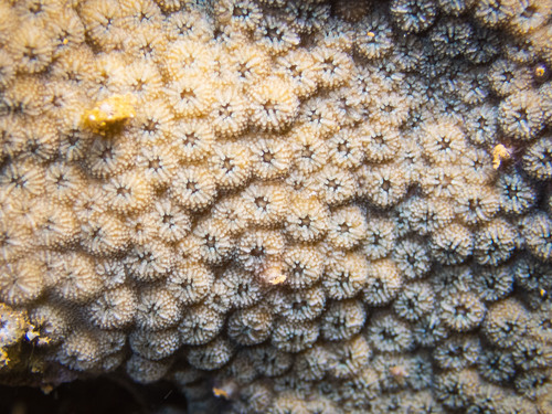 Cyphastrea microphthalma observed 2020-08-30
