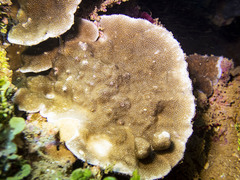 Porites rus
