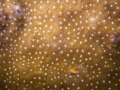 Porites rus
