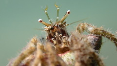 Diogenes izanamiae