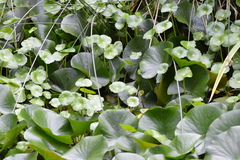 Lithobates chiricahuensis