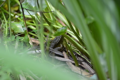 Lithobates chiricahuensis