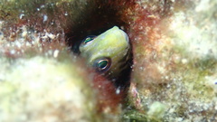 Omobranchus germaini