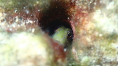 Omobranchus germaini