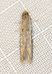 Pseudotheta syrtica