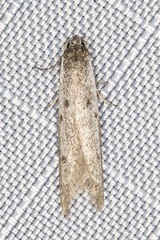 Pseudotheta syrtica