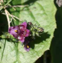 Diascia parviflora