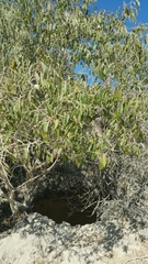 Ficus marmorata image