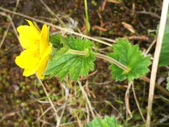 Geum calthifolium