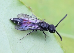 Sapyga quinquepunctata