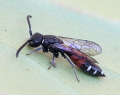 Sapyga quinquepunctata