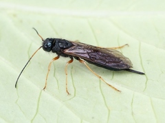 Sirex juvencus