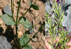 Diascia parviflora