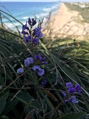 Hardenbergia violacea