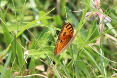 Junonia almana javana