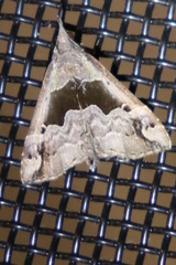 Hypena gonospilalis