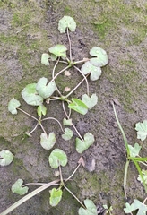 Caltha natans