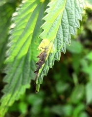 Agromyza pseudoreptans