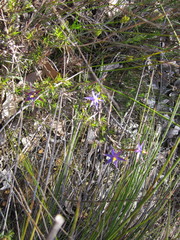 Calectasia gracilis