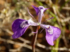 Moraea cuspidata