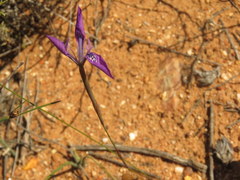 Moraea cuspidata