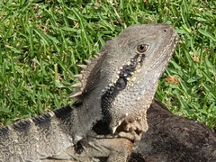 Intellagama lesueurii lesueurii