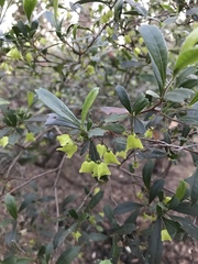 Dodonaea triangularis