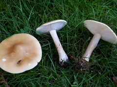 Melanoleuca strictipes