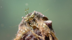 Diogenes izanamiae