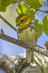 Setophaga virens image