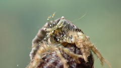 Diogenes izanamiae
