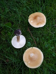 Melanoleuca strictipes