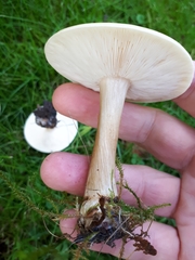 Melanoleuca strictipes