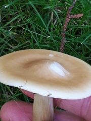 Melanoleuca strictipes