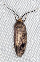 Pycnocera hypoxantha