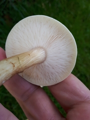 Melanoleuca strictipes