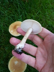 Melanoleuca strictipes