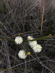 Acacia brunioides