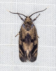 Pycnocera hypoxantha