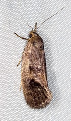 Pycnocera hypoxantha