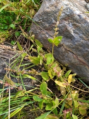 Atriplex longipes praecox