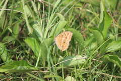 Junonia almana javana