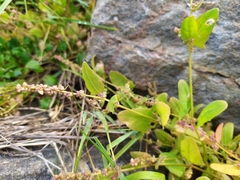 Atriplex longipes praecox