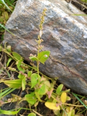 Atriplex longipes praecox