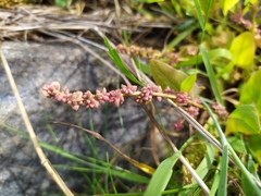 Atriplex longipes praecox