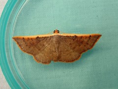 Picromorpha pyrrhopa