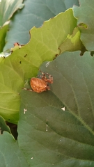 Araneus diadematus